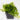 ficus pumila quercifolia
