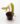Begonia-Amphioxus