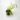 Begonia-polygonoides