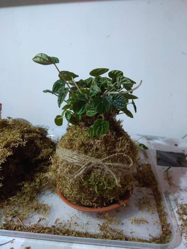kokedama-florariumplants
