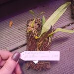 Bulbophyllum-flabellum-veneris