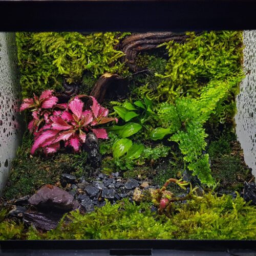 terrarium miniatura