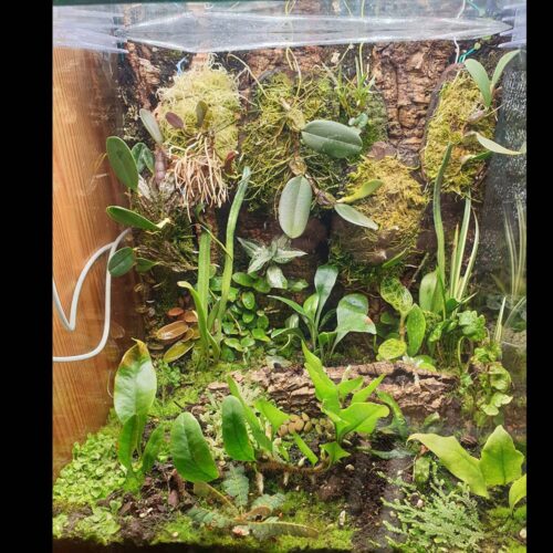 terrarium s paporotnikami i orchid