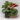 begonia-blancii-mottlet-form.jpg