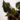 begonia-imperialis-sp-1.jpg