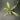 cryptanthus-sp-1.jpeg