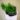 myriophyllum-mattogrossense.jpg