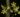 phalaenopsis-braceana.jpg