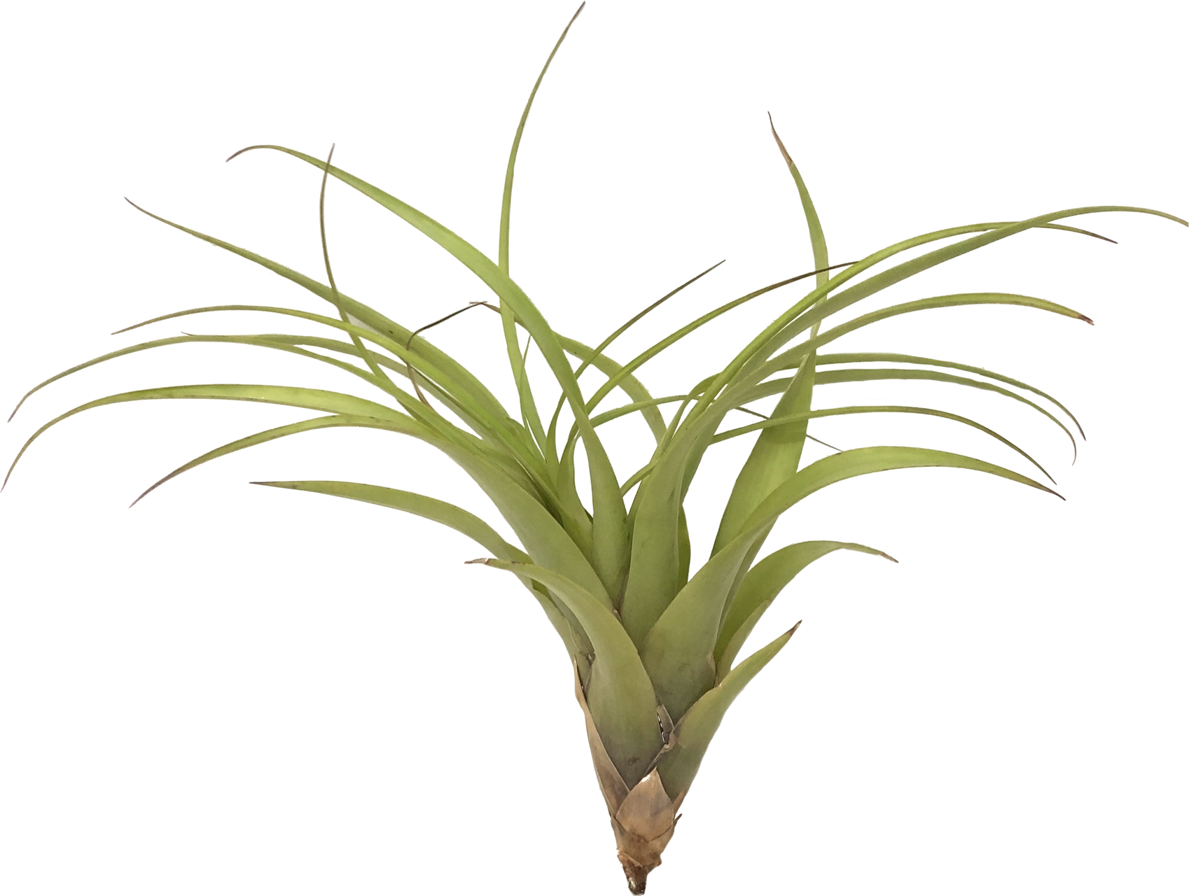 Page plant. Тилландсия neglecta. Бромелия Тилландсия. Tillandsia pueblensis. Тилландсия loliacea.
