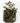 begonia-foliosa.jpg