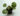 begonia-gironellae.jpg