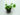 begonia-polygonoides.jpg