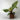 philodendron-red-sun.jpg