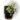 pilea-microphylla-variegata.jpg
