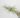 tillandsia-caerulea-pulk.jpg