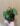 begonia-prismatocarpa.jpg