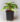 peperomia-caperata-variegata.jpg