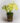 monstera-adansonii-variegata.jpg