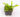 utricularia-longifolia.jpg