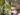 cryptanthus-sp.jpg