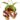 nepenthes-gaya.jpg