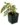 begonia-polilloensis.jpg