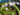 utricularia-livida.jpg
