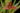 maxillaria-houtteana-s.jpg
