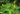 begonia-ficifolia-microsperma.jpg