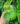 begonia-scapigera.jpg