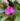 masdevallia-roseola-hybrid.jpg