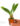 maxillaria-tenuibulbon-s.jpg