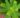 phyllanthus-sp.jpg