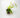 begonia-polygonoides-2.jpg