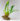 maxillaria-aff-acutifolia.jpg