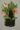 maxillaria-sophronitis.jpg