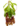 nepenthes-alata.png