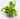 nepenthes-hookeriana.jpg