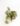 saintpaulia-diplotricha-variegata-1.jpeg