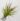 tillandsia-tenuifolia.jpg