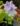 eichhornia-crassipes.jpg