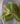begonia-thelmae-2.jpg